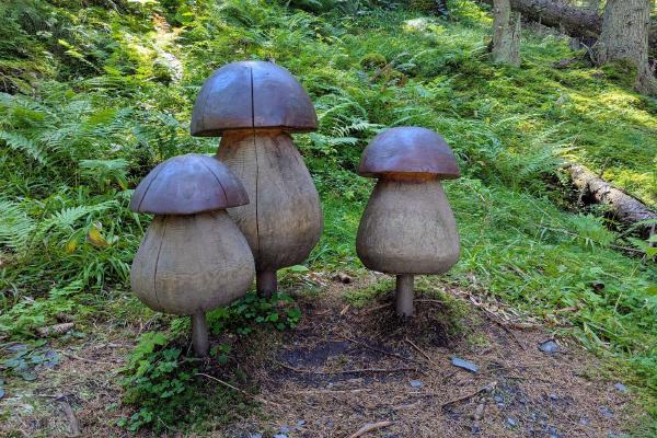 Dorfgastein Mushroom Trail