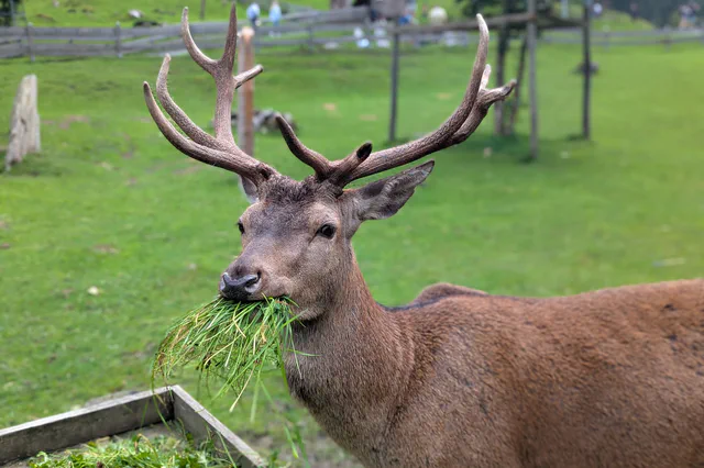 Ferleiten Wild Park