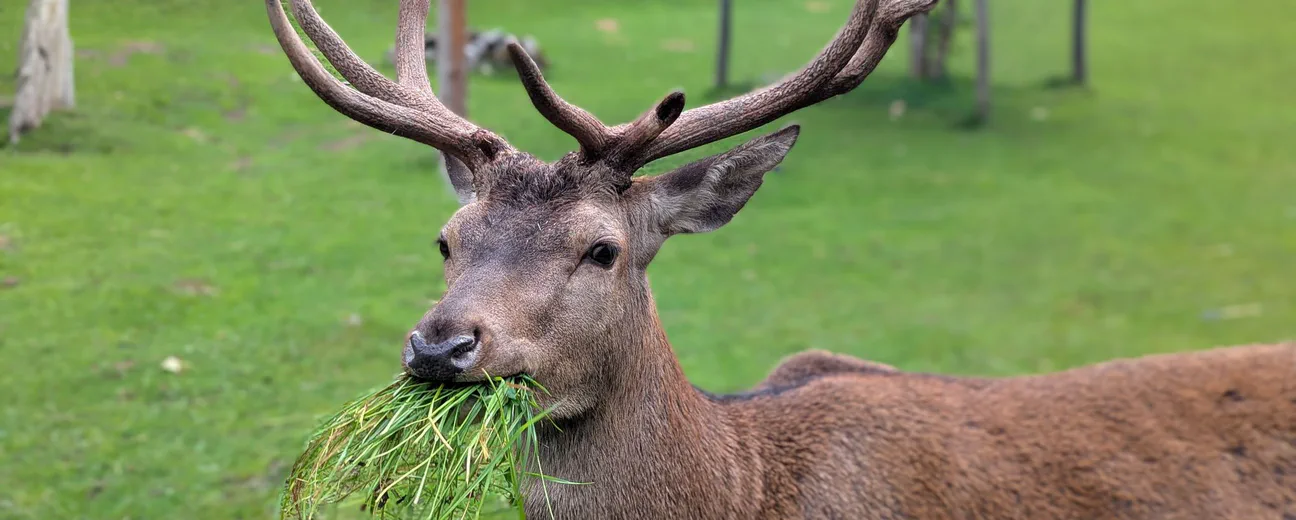 Ferleiten Wild Park