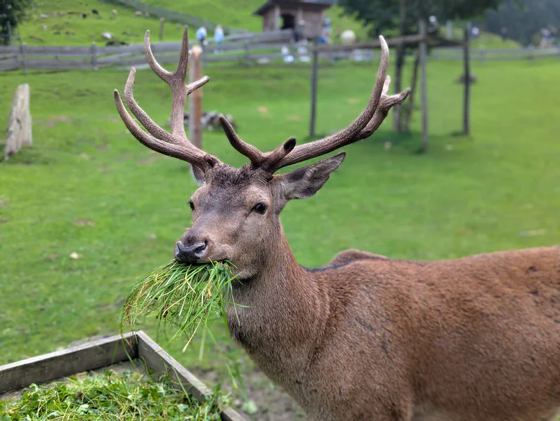 Ferleiten Wild Park — fotka 1