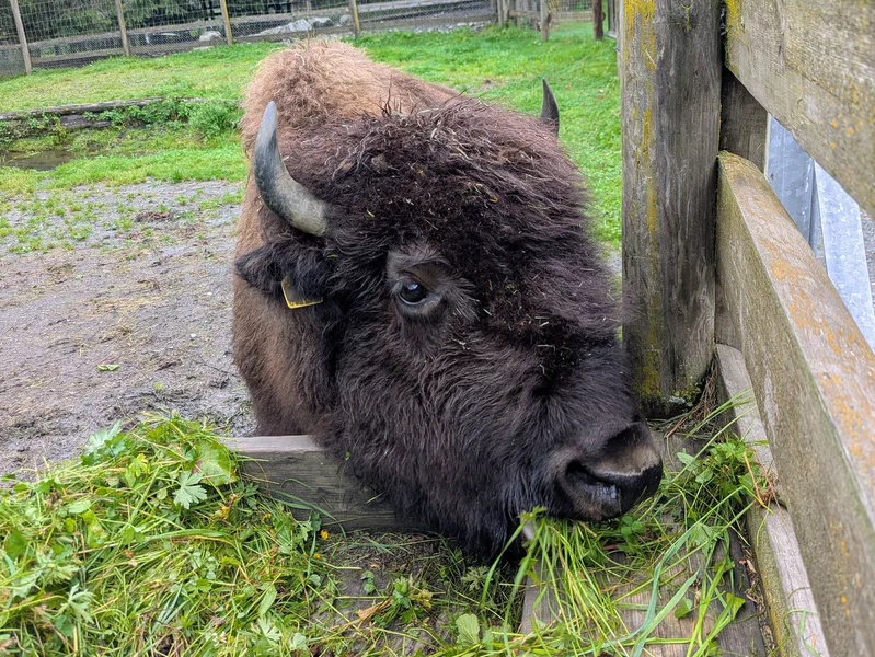 Ferleiten Wild Park — fotka 2