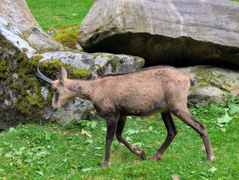 Ferleiten Wild Park — fotka 3
