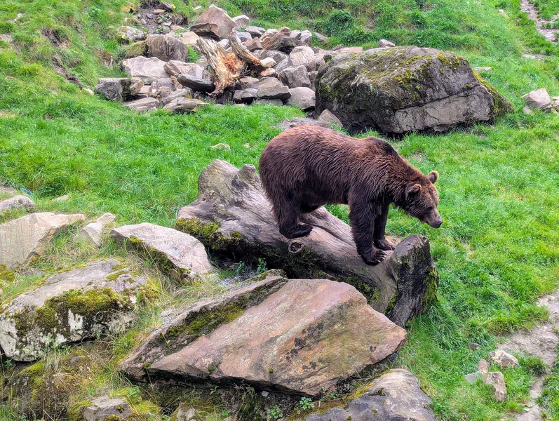 Ferleiten Wild Park — fotka 4